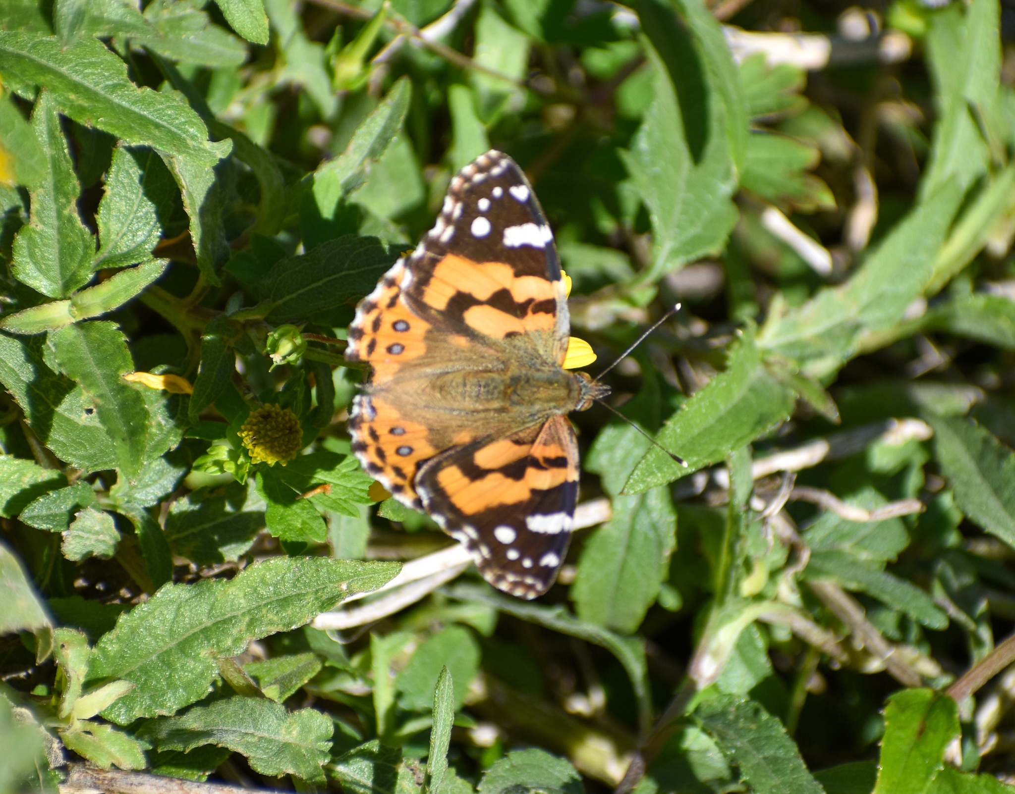 Australian Painted Lady