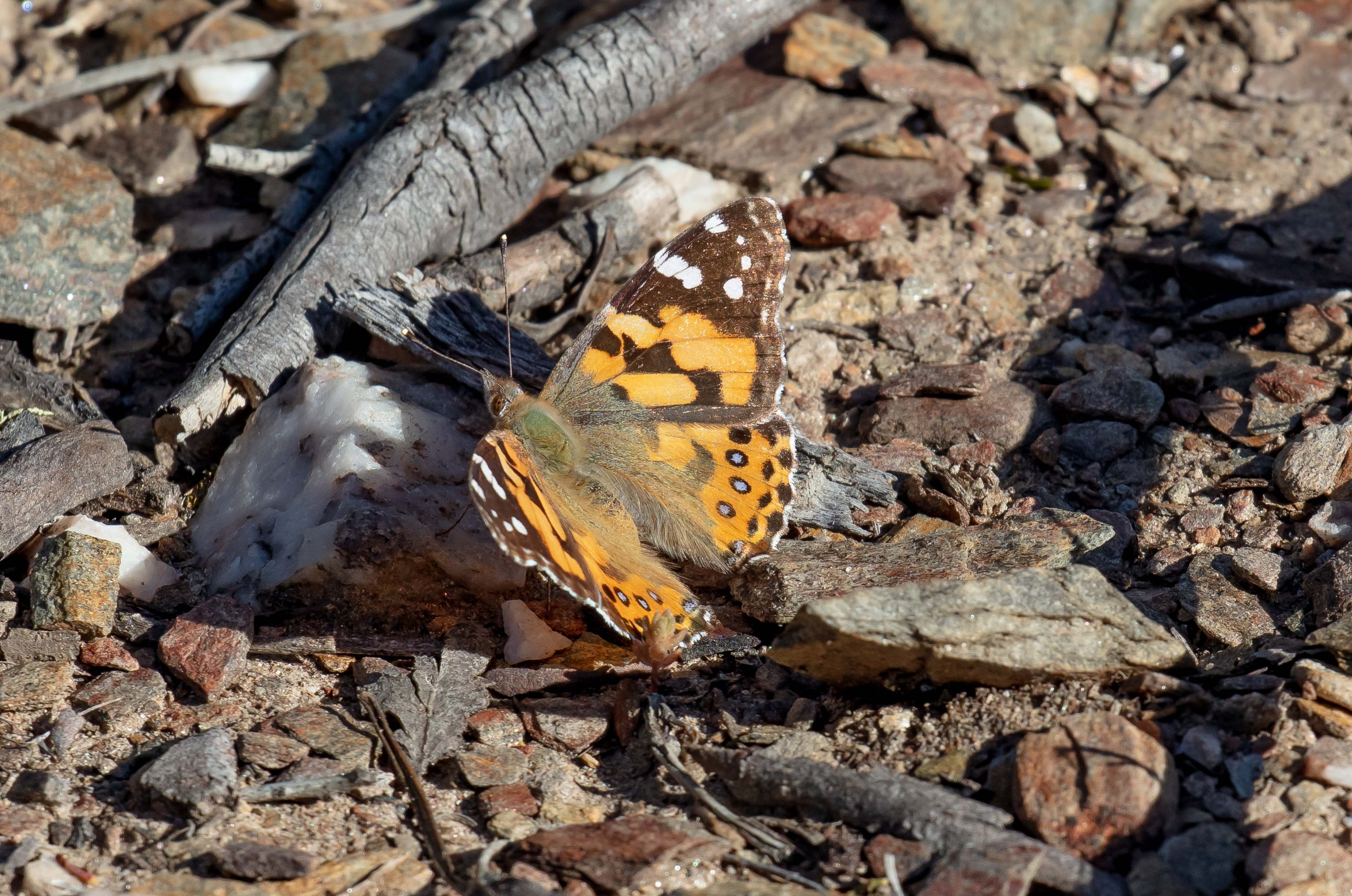 Australian Painted Lady