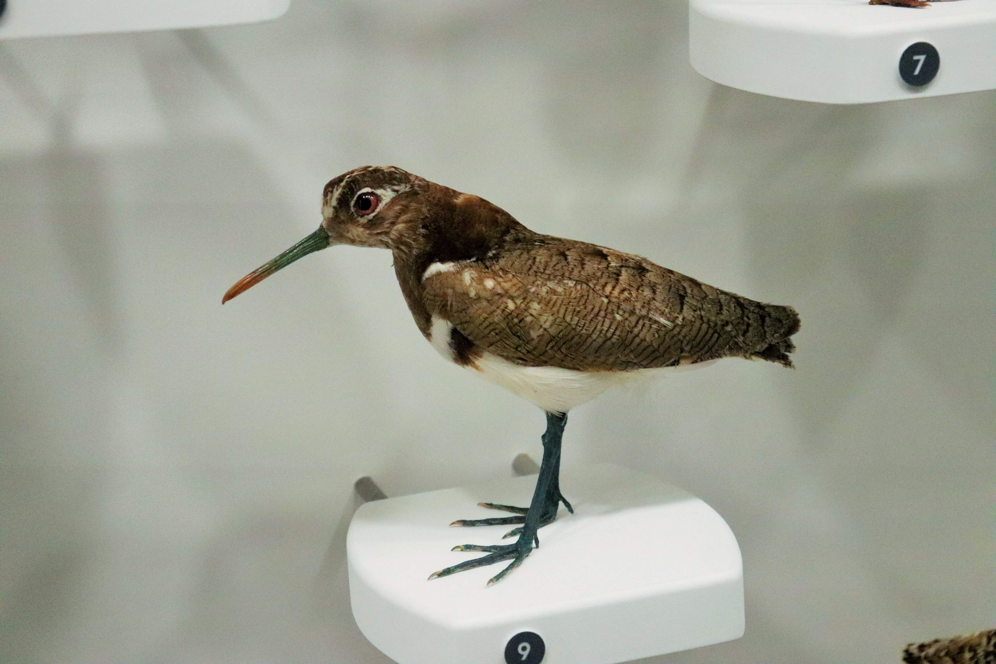 Australian Painted Snipe (Rostratula australis)