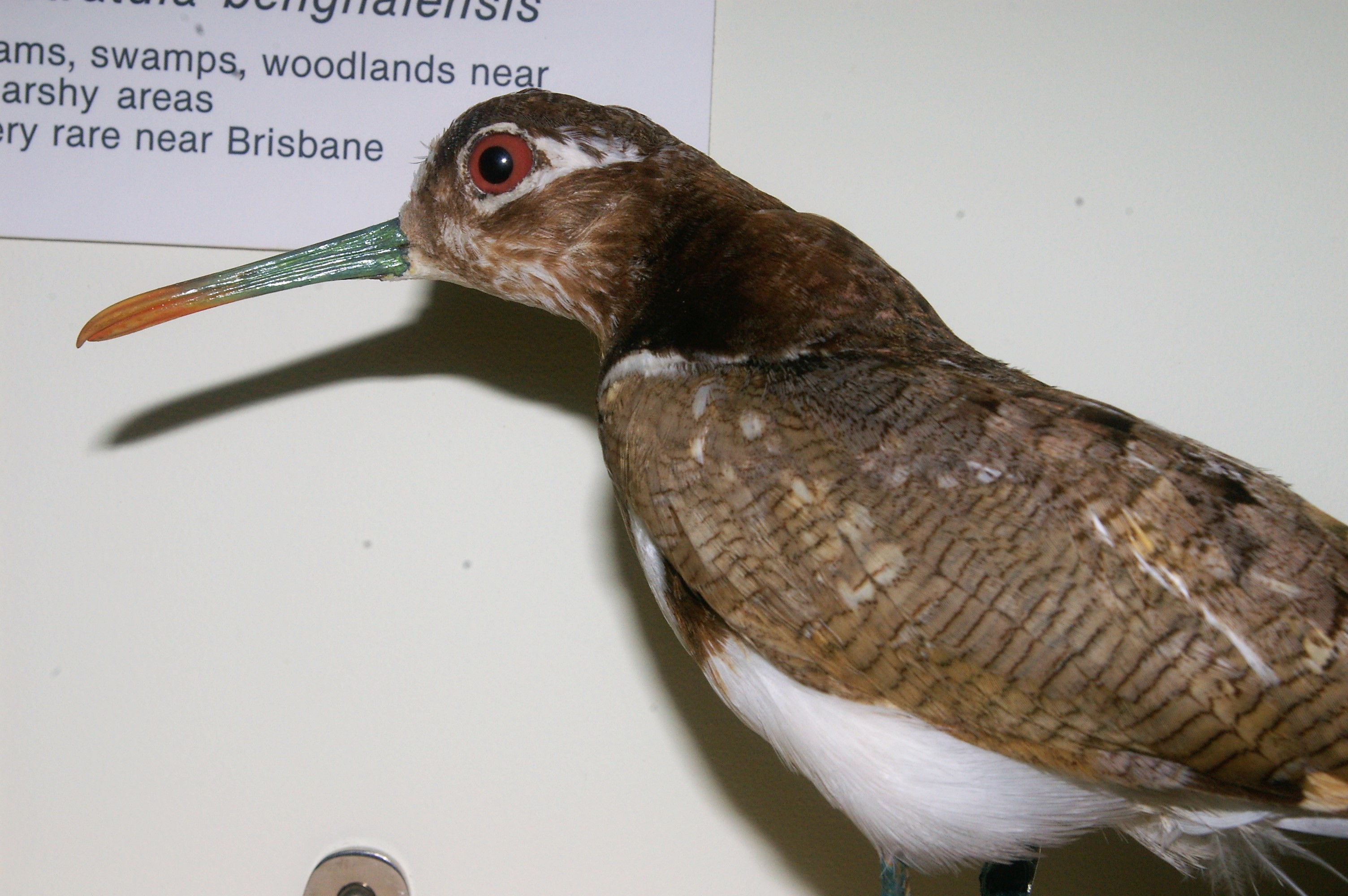 Australian Painted Snipe (Rostratula benghalensis australis)
