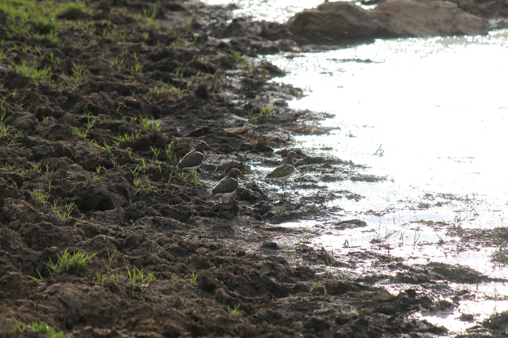 Australian Painted Snipe