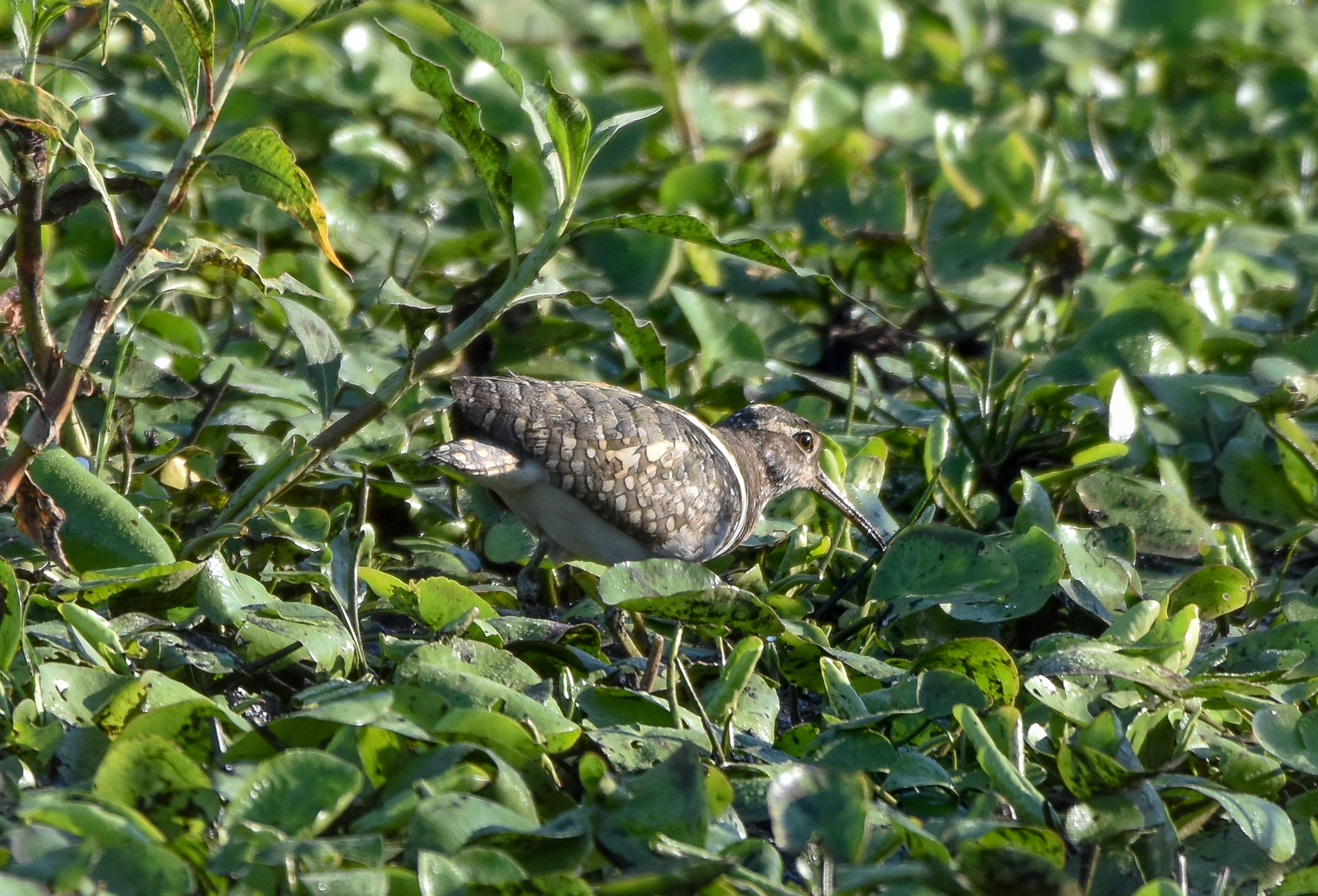 Australian Painted-Snipe