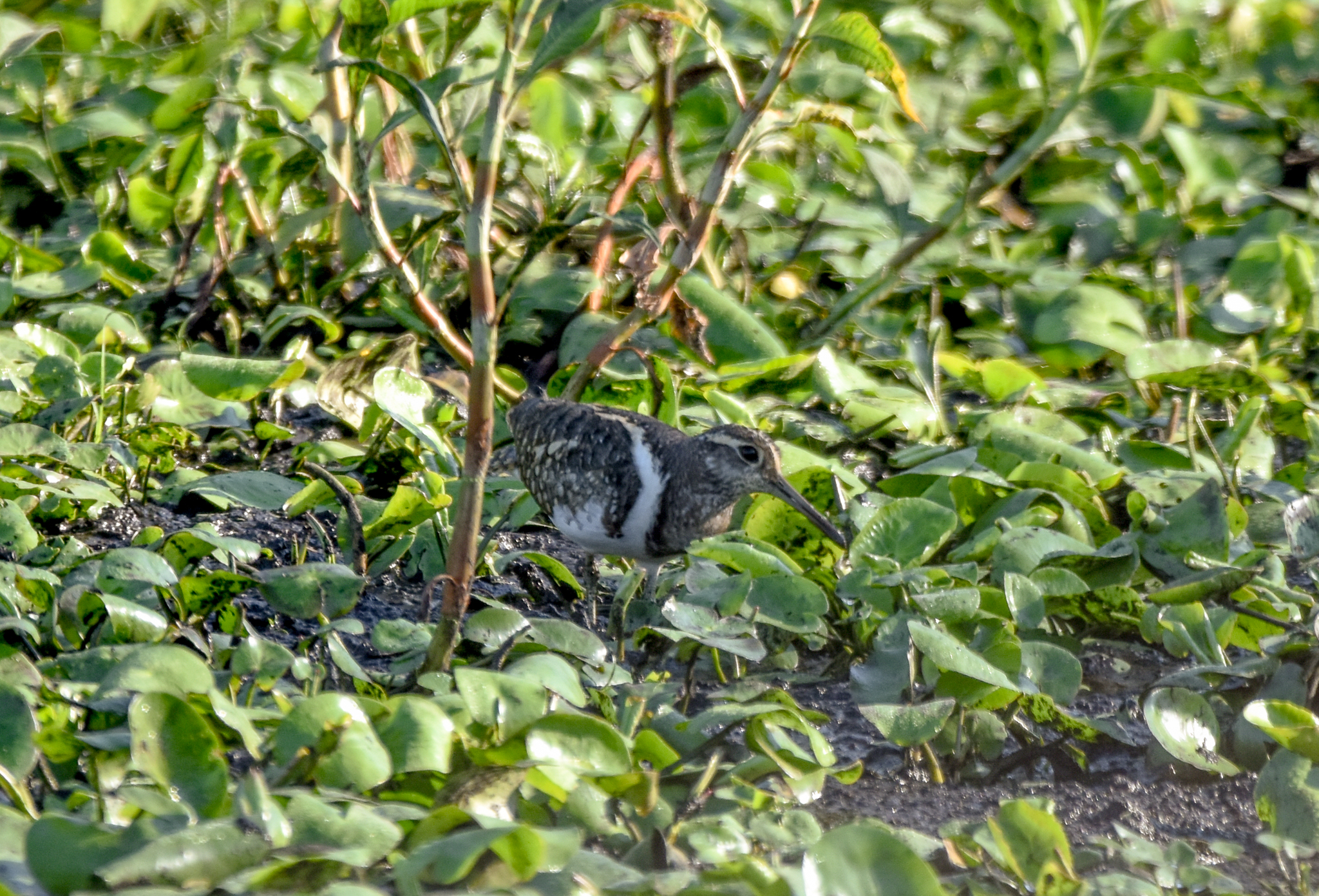 Australian Painted-Snipe