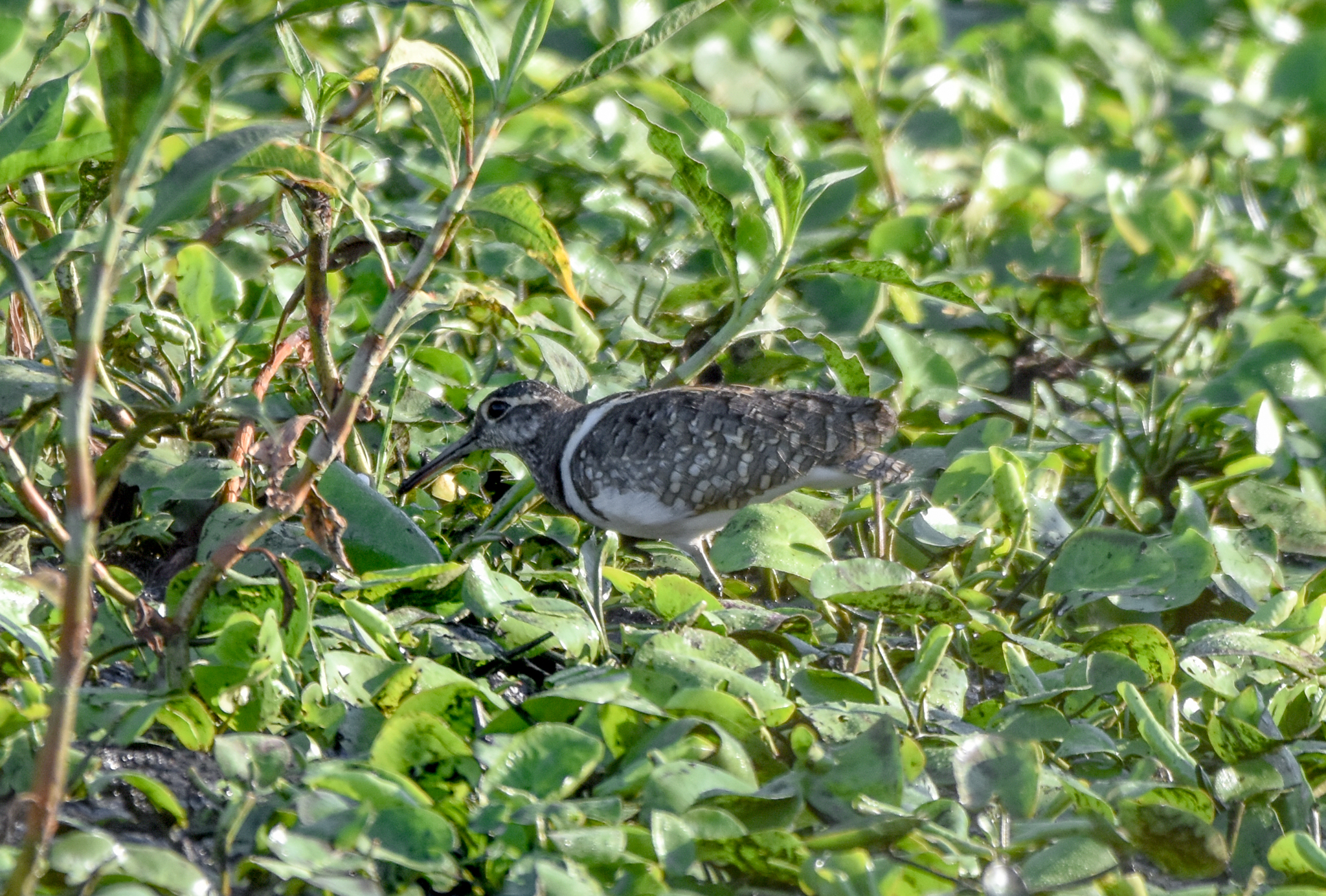 Australian Painted-Snipe