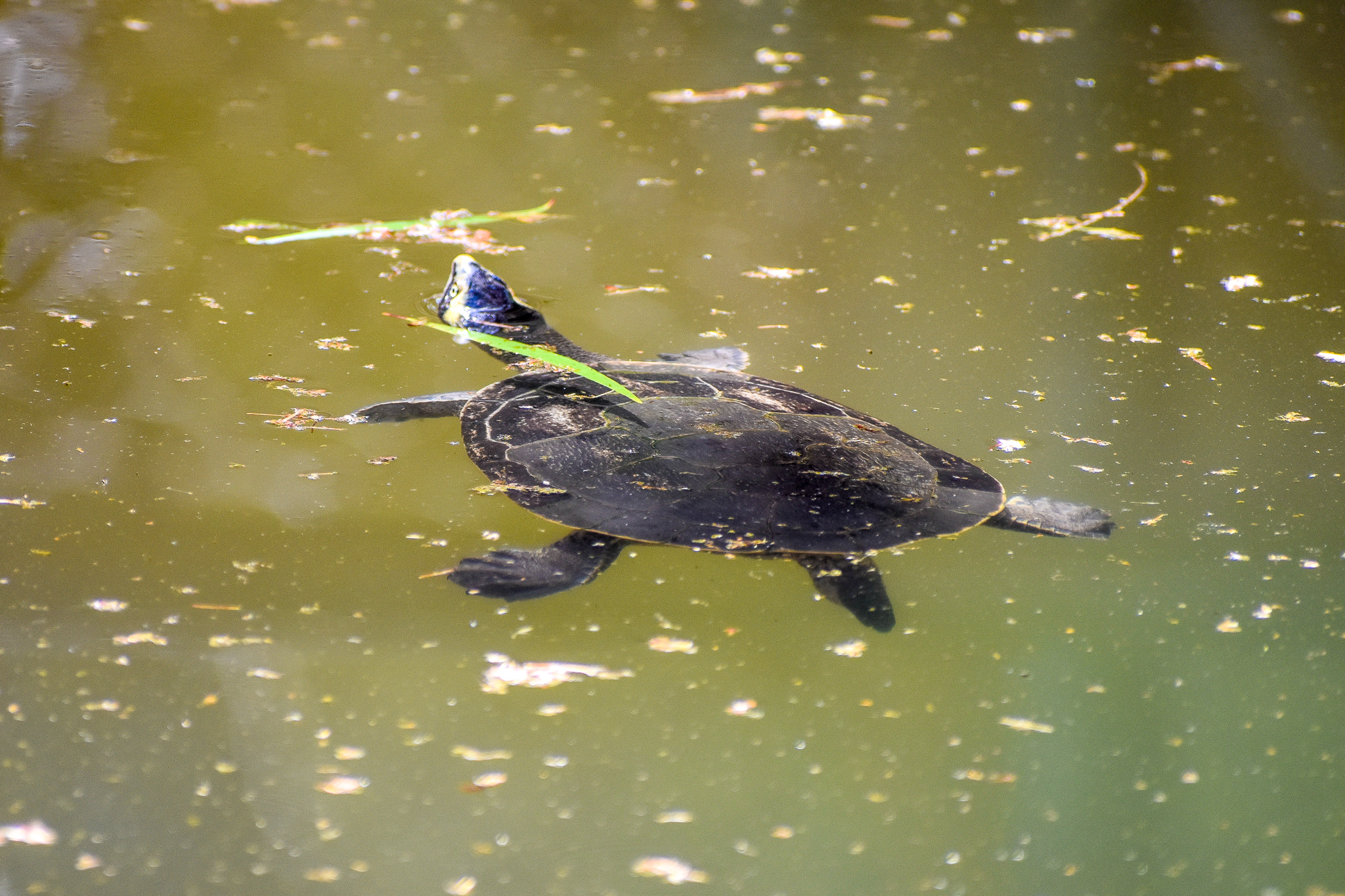 Australian Painted Turtle (Emydura subglobosa)