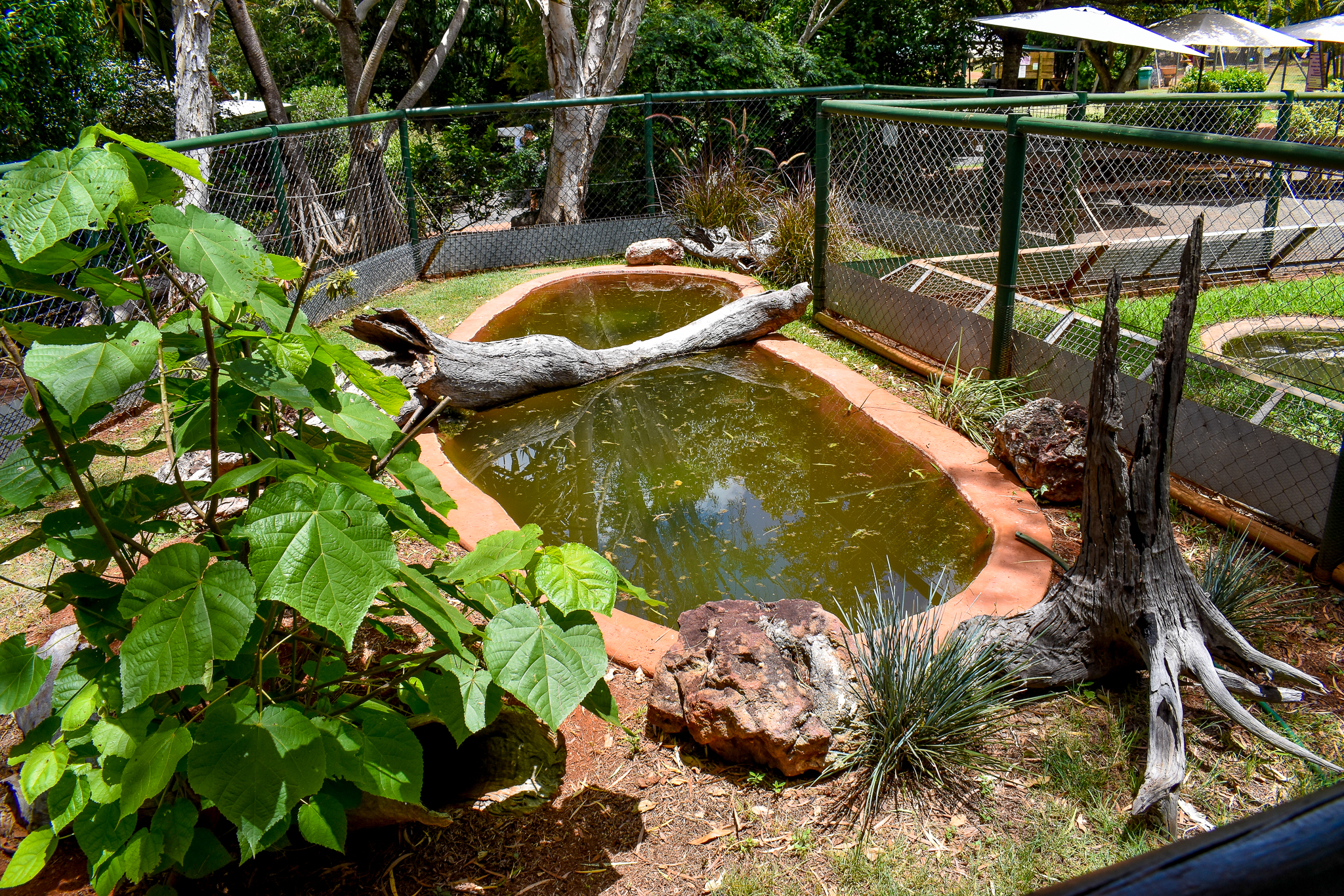 Australian Painted Turtle/Freshwater Crocodile Enclosure