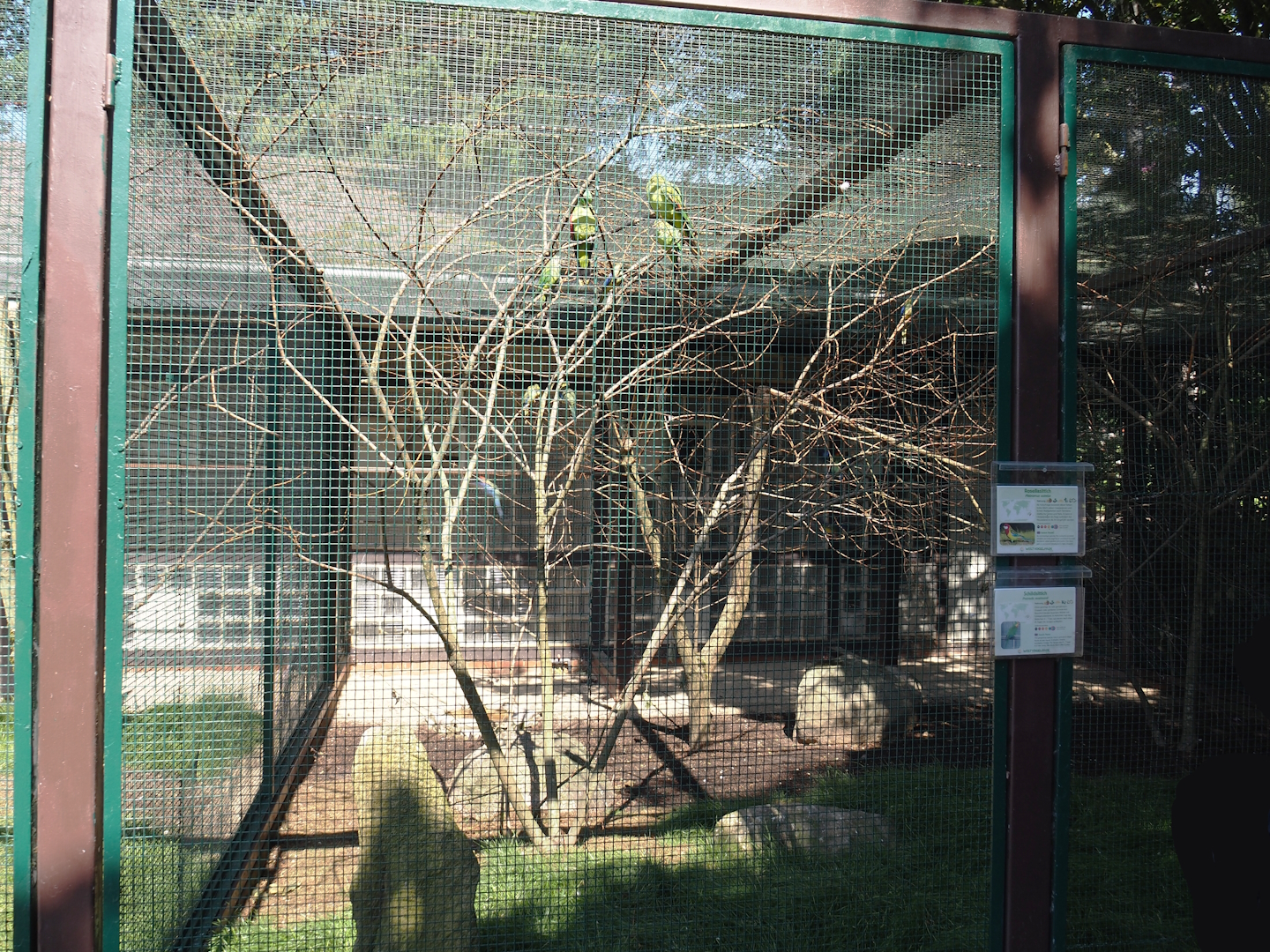 Australian parakeet and rosella aviary, 2024-05-23