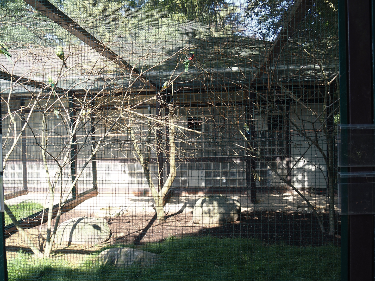 Australian parakeet and rosella aviary, 2024-05-23