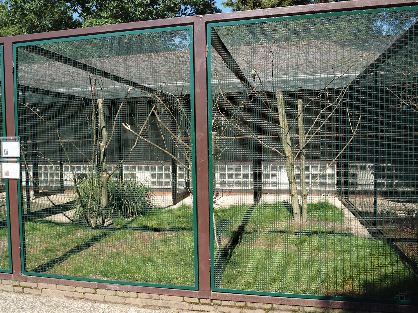 Australian parrot aviary, 2024-05-23