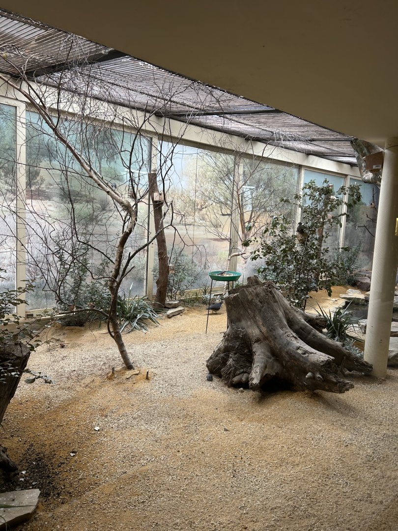 Australian passerines and pigeons aviary