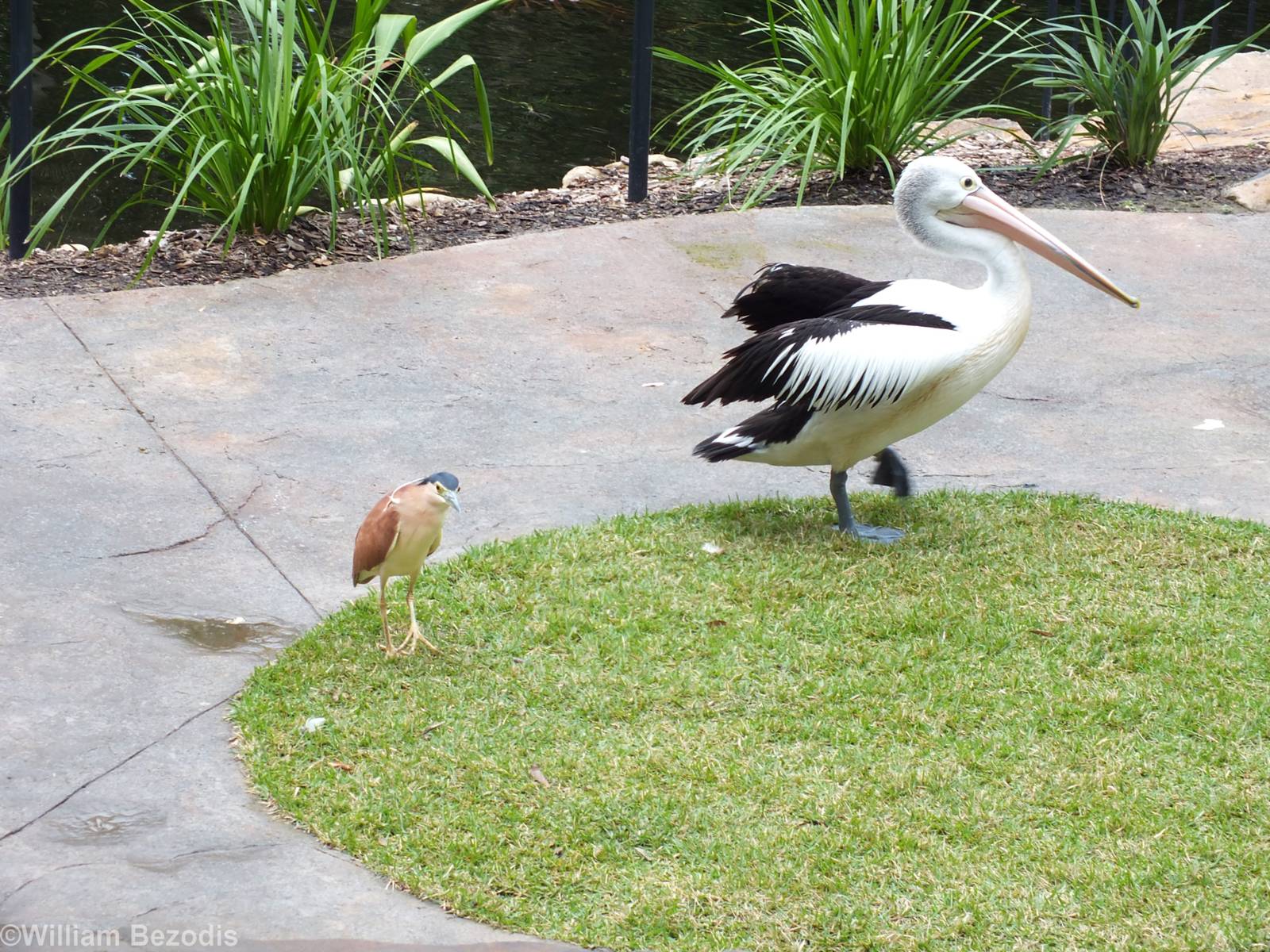 Australian Pelican and Wild Nankeen Night Heron in Bird Show