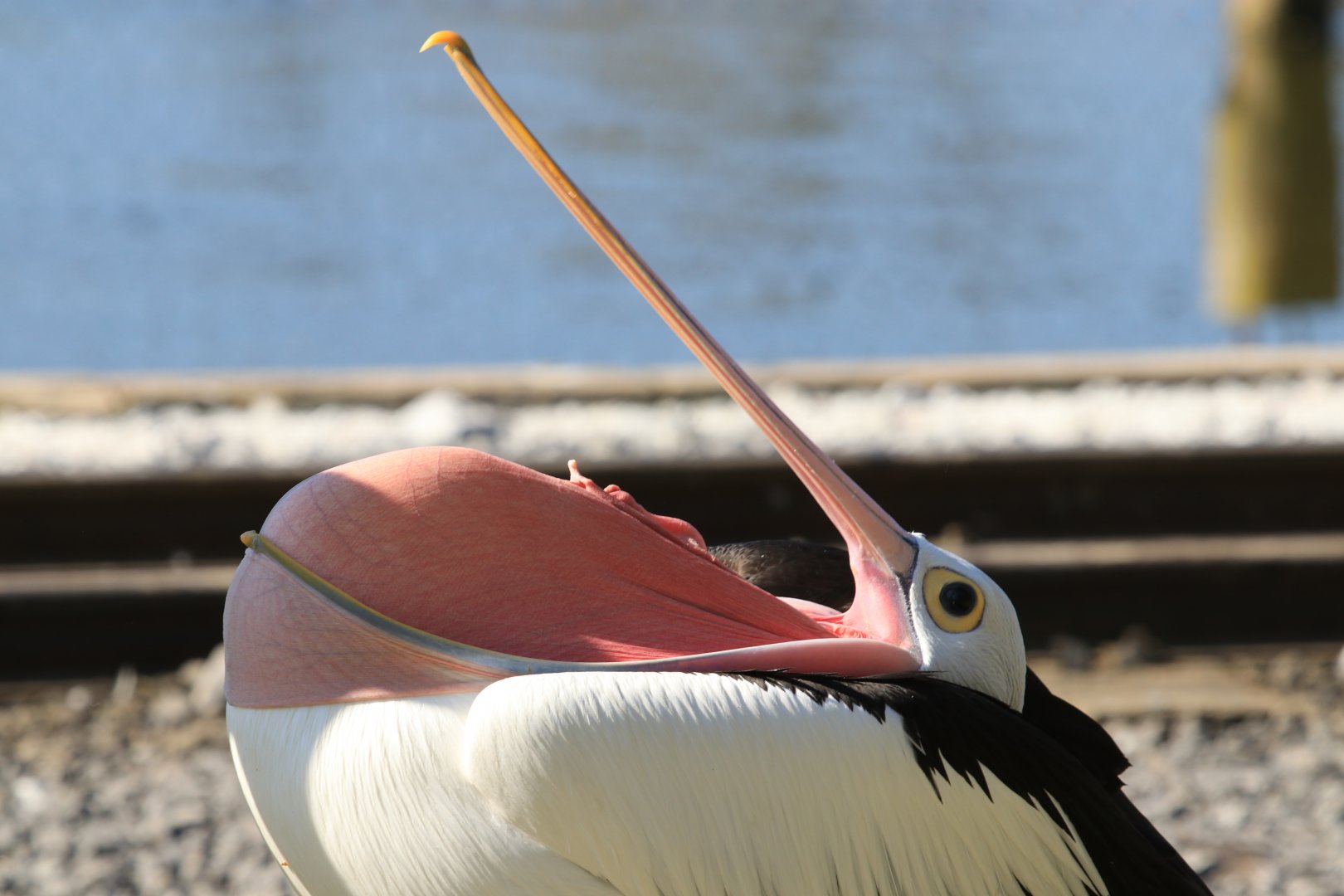 Australian Pelican (April 2019)