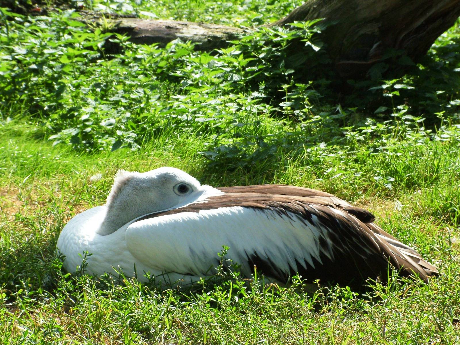 Australian Pelican at Dvur Kralove, 27/08/12