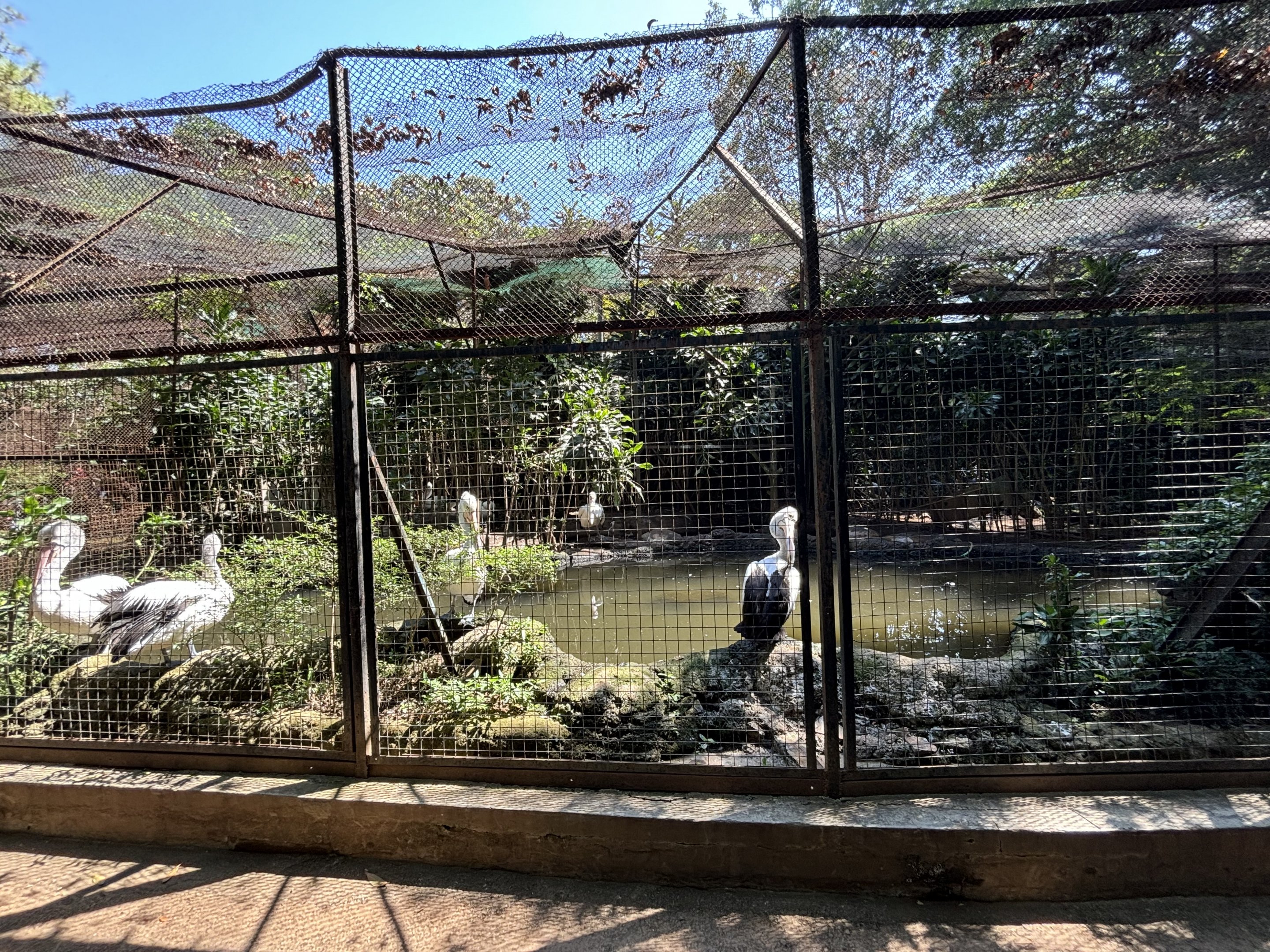 Australian Pelican Aviary