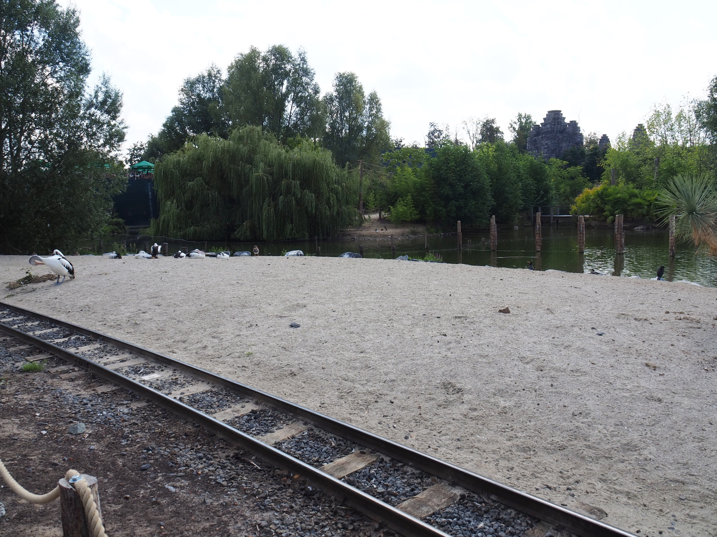 Australian pelican beach, 2020-09-02