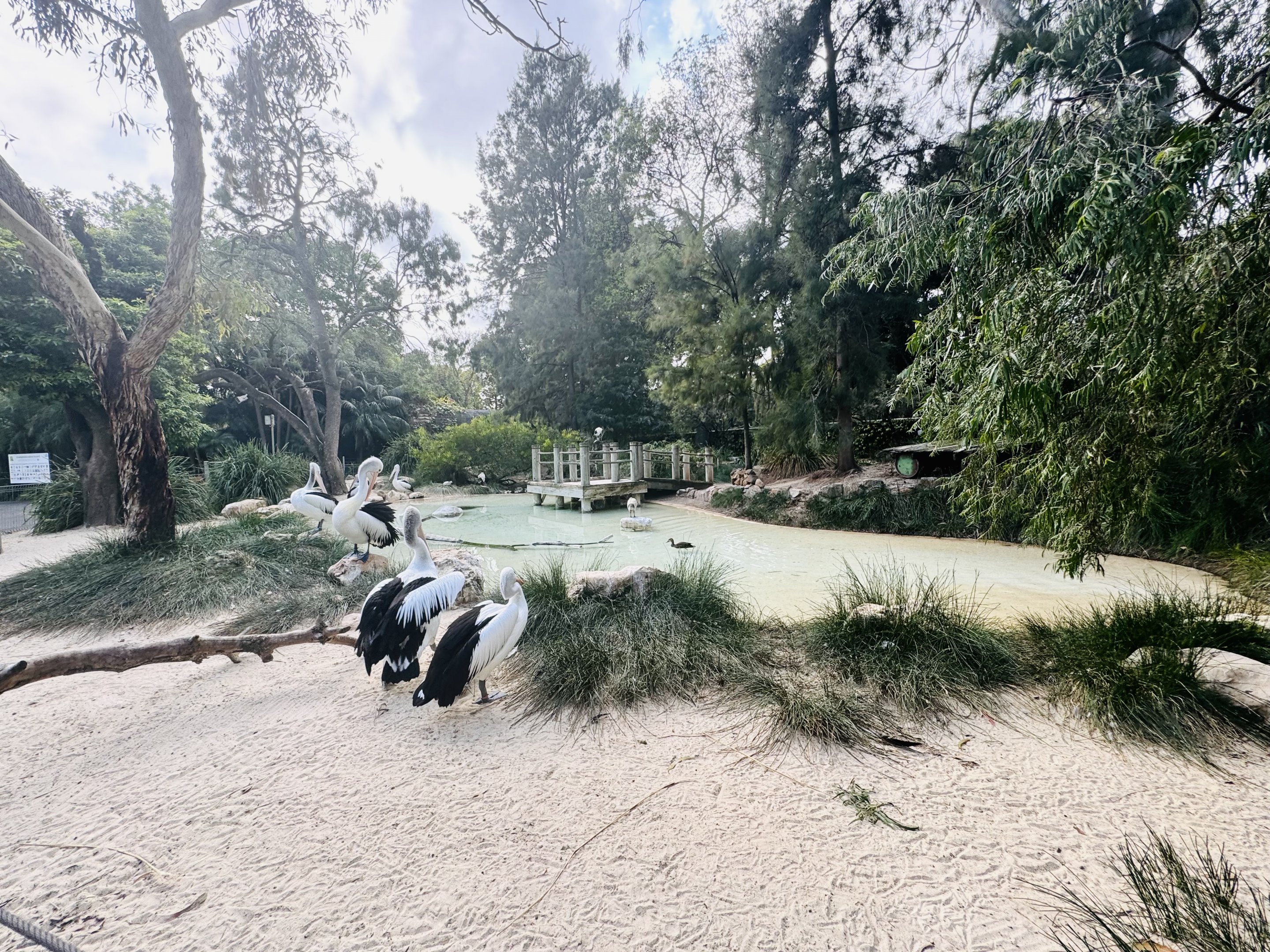 Australian pelican/Cape Barren goose enclosure