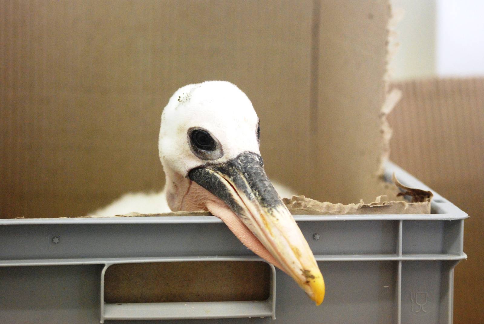 Australian Pelican Chick at Walsrode, 22/03/13