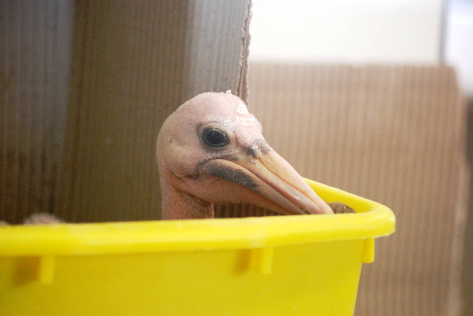 Australian Pelican Chick at Walsrode, 22/03/13