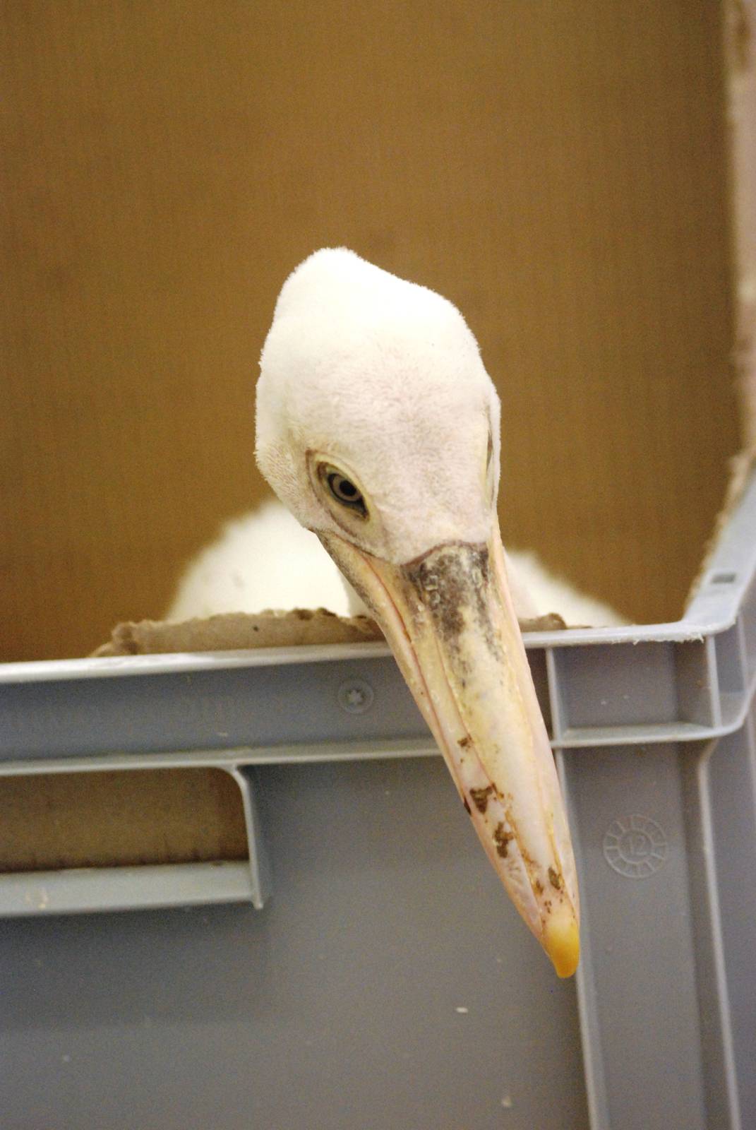 Australian Pelican Chick at Walsrode, 22/03/13