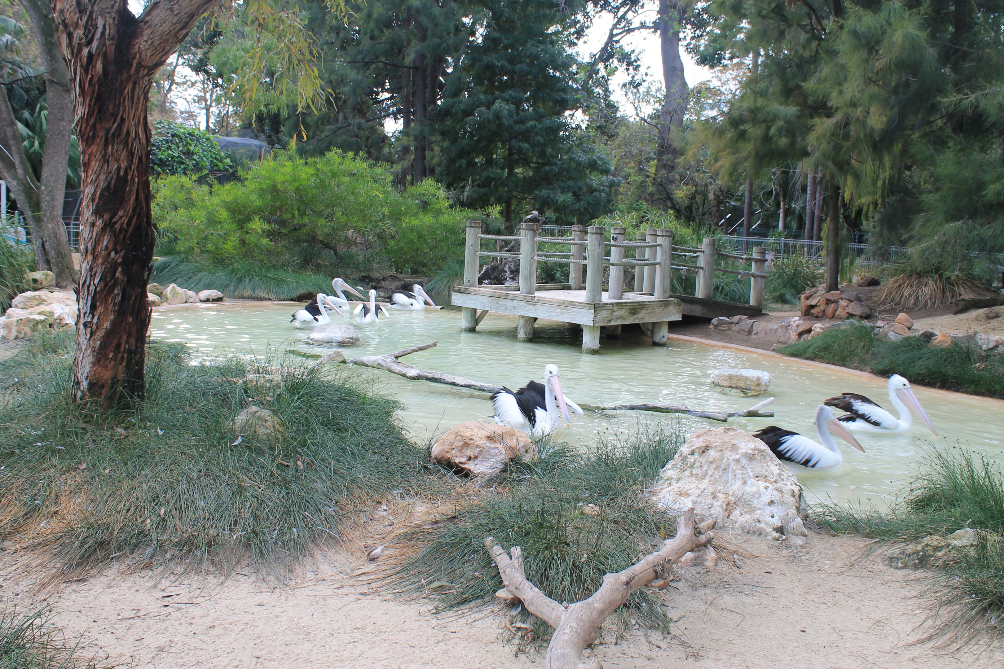 Australian Pelican enclosure