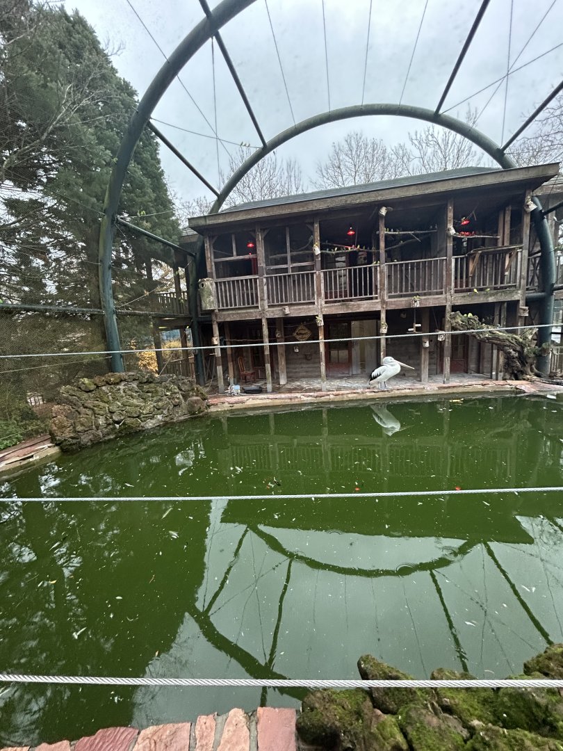 Australian pelican enclosure