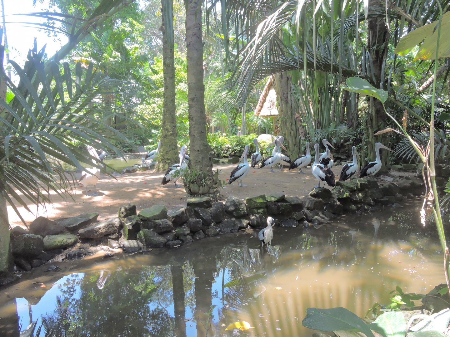 Australian pelican exhibit [2016]