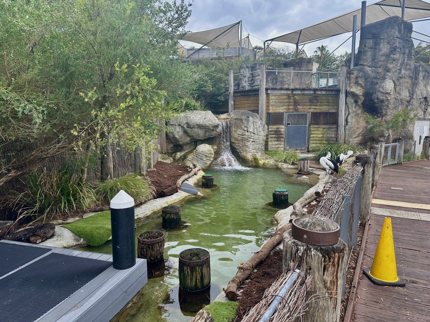 Australian Pelican Exhibit