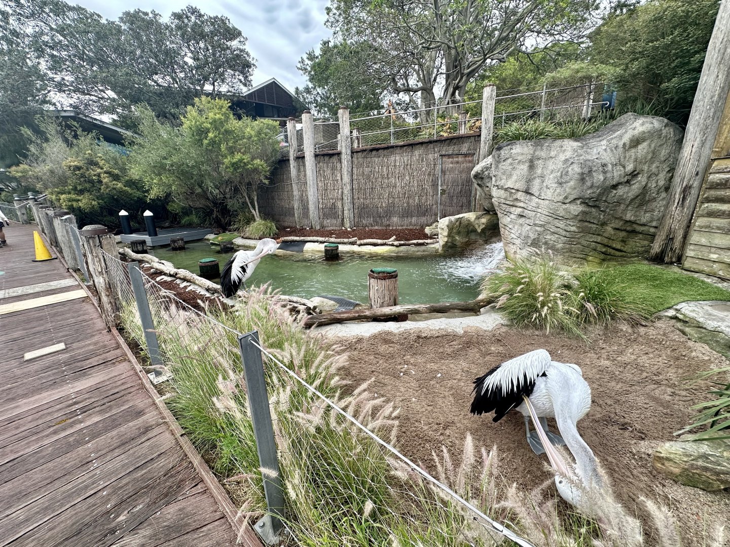 Australian Pelican Exhibit