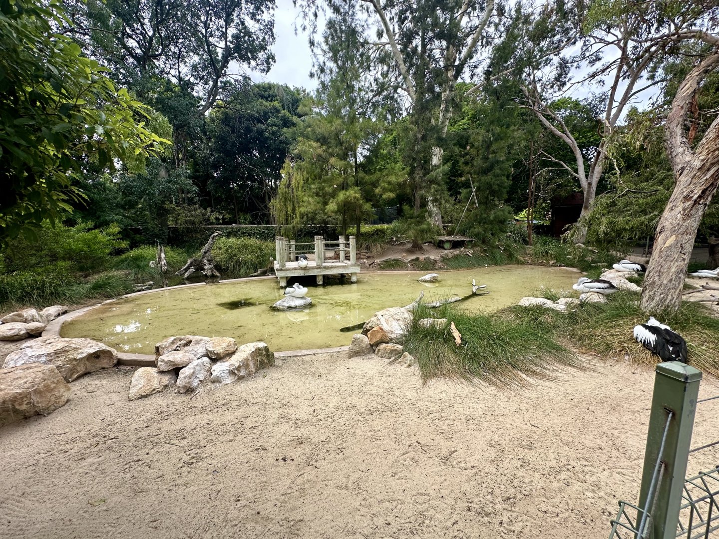 Australian Pelican Exhibit