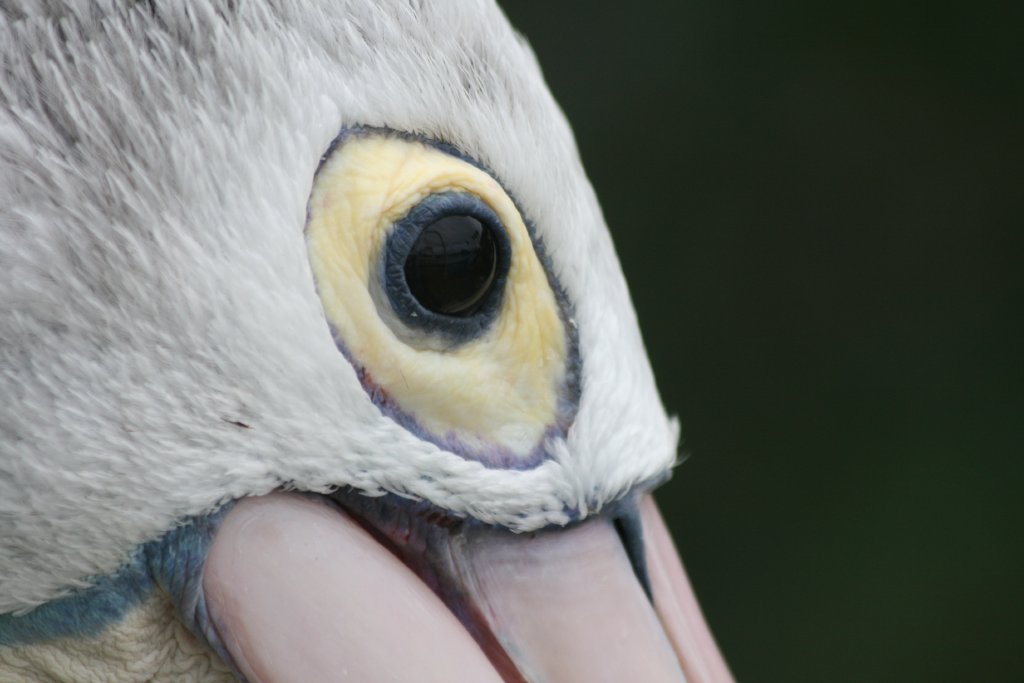 Australian Pelican eye