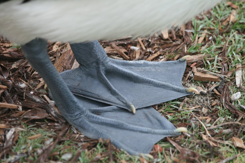 Australian Pelican feet