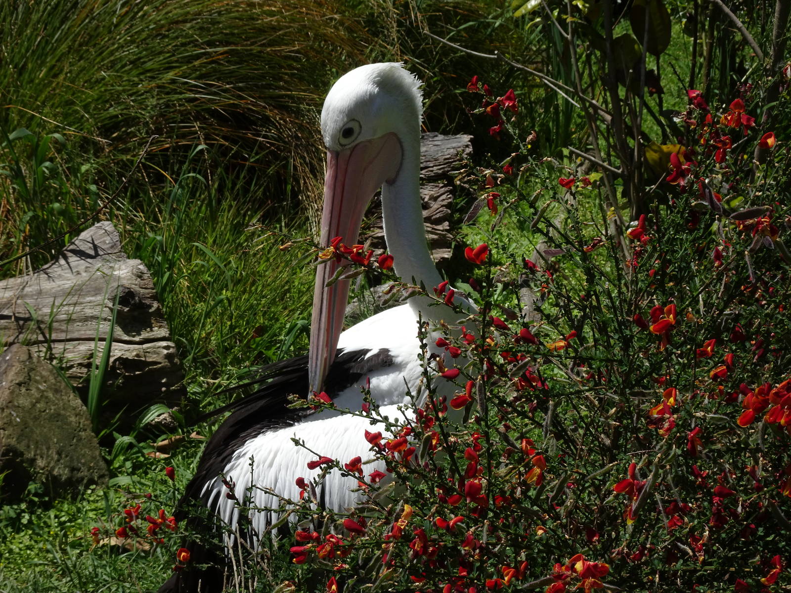 Australian Pelican, November 2015