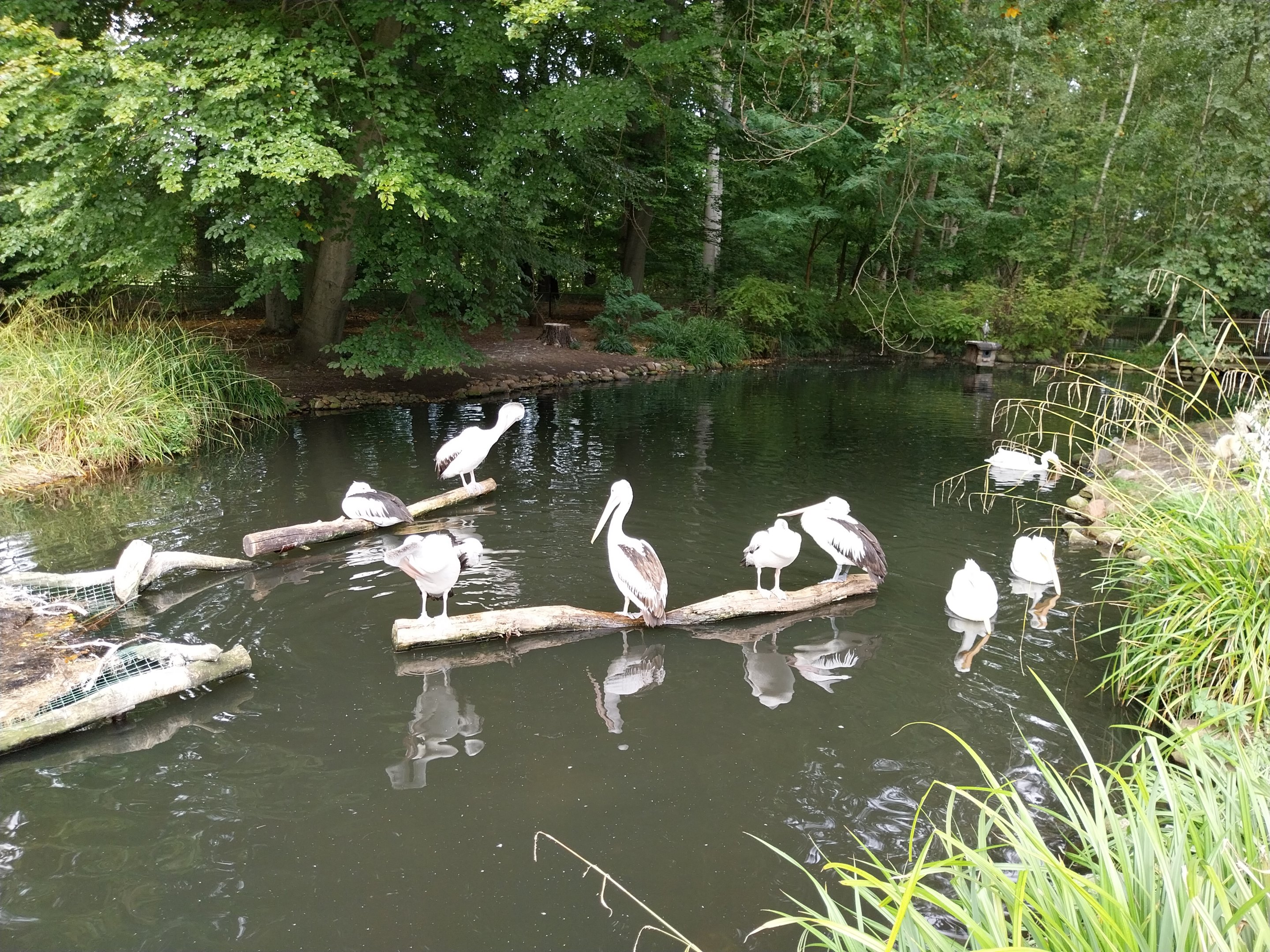 Australian Pelican (Pelecanus conspicilatus)