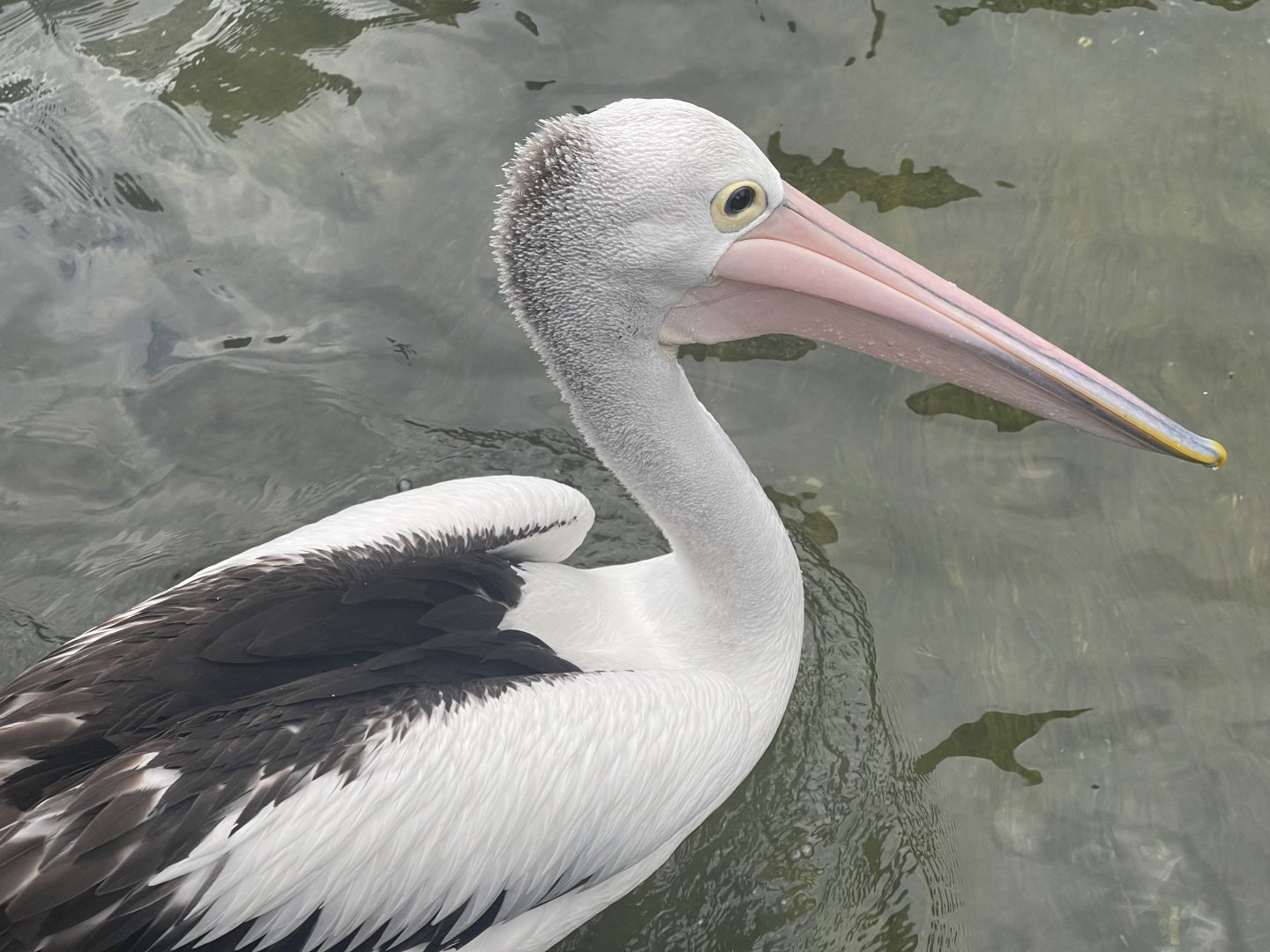 australian pelican (pelecanus conspicillatus) (1)