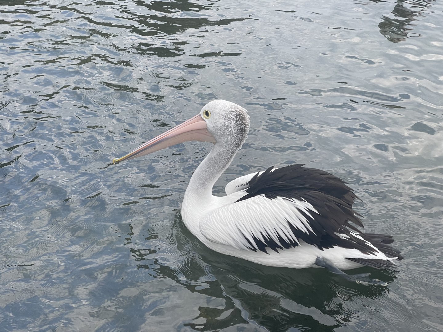 australian pelican (pelecanus conspicillatus) (2)