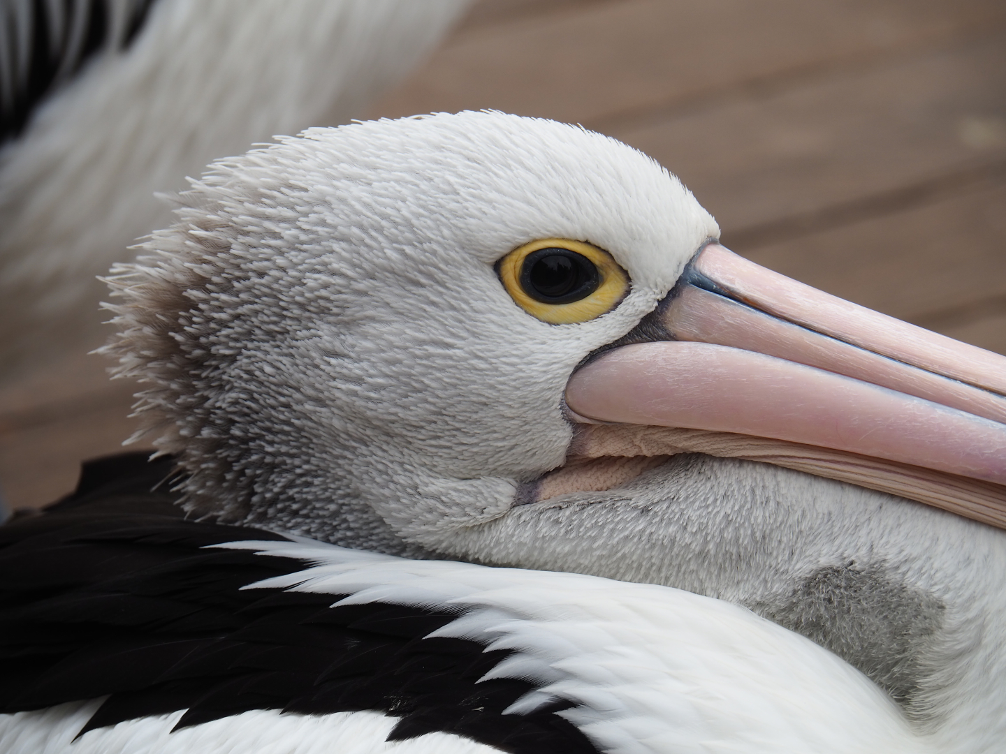 Australian pelican (Pelecanus conspicillatus), 2019-10-04
