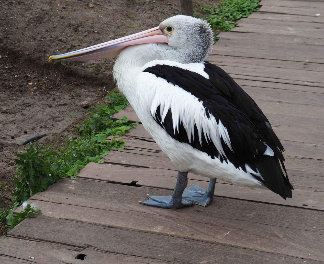Australian pelican (Pelecanus conspicillatus), 2019-10-04