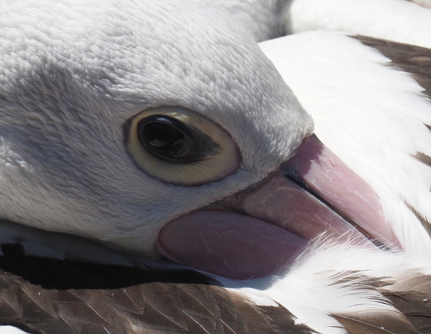 Australian pelican (Pelecanus conspicillatus), 2022-06-28