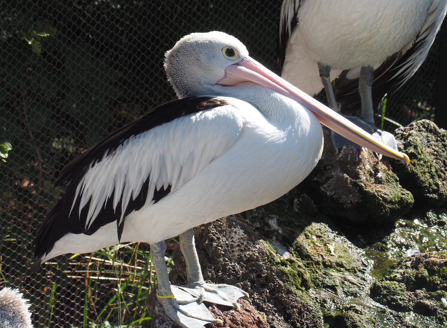 Australian pelican (Pelecanus conspicillatus), 2022-06-28