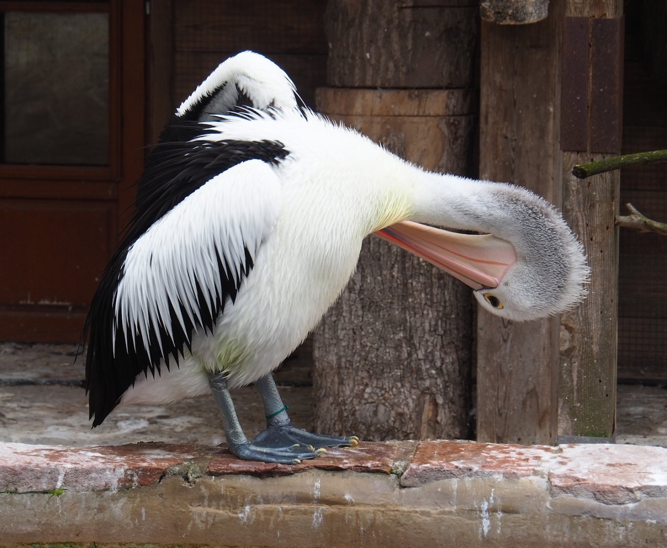 Australian pelican (Pelecanus conspicillatus), 2023-05-15