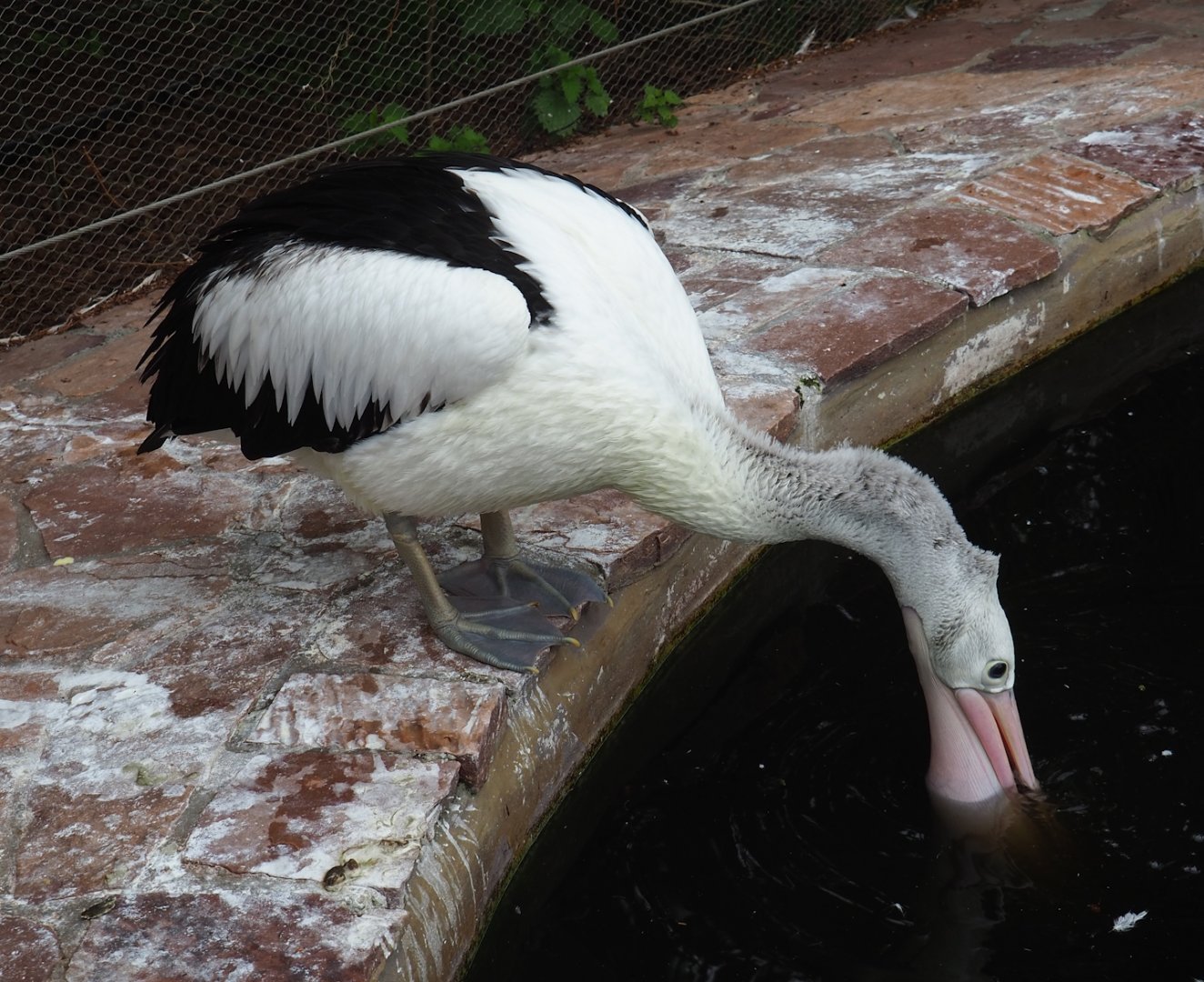 Australian pelican (Pelecanus conspicillatus), 2023-05-15