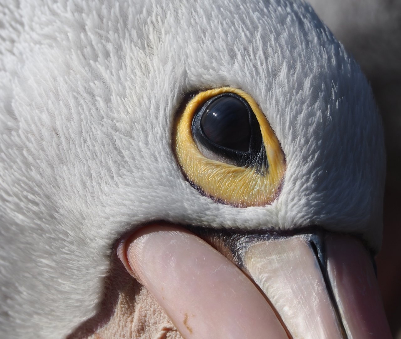 Australian pelican (Pelecanus conspicillatus), 2023-05-16