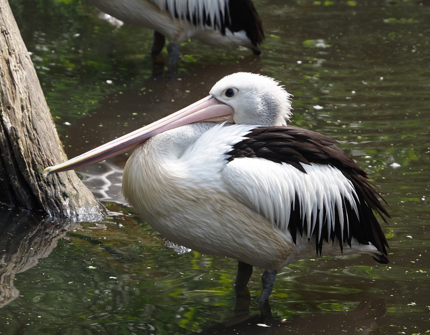 Australian pelican (Pelecanus conspicillatus), 2024-05-21