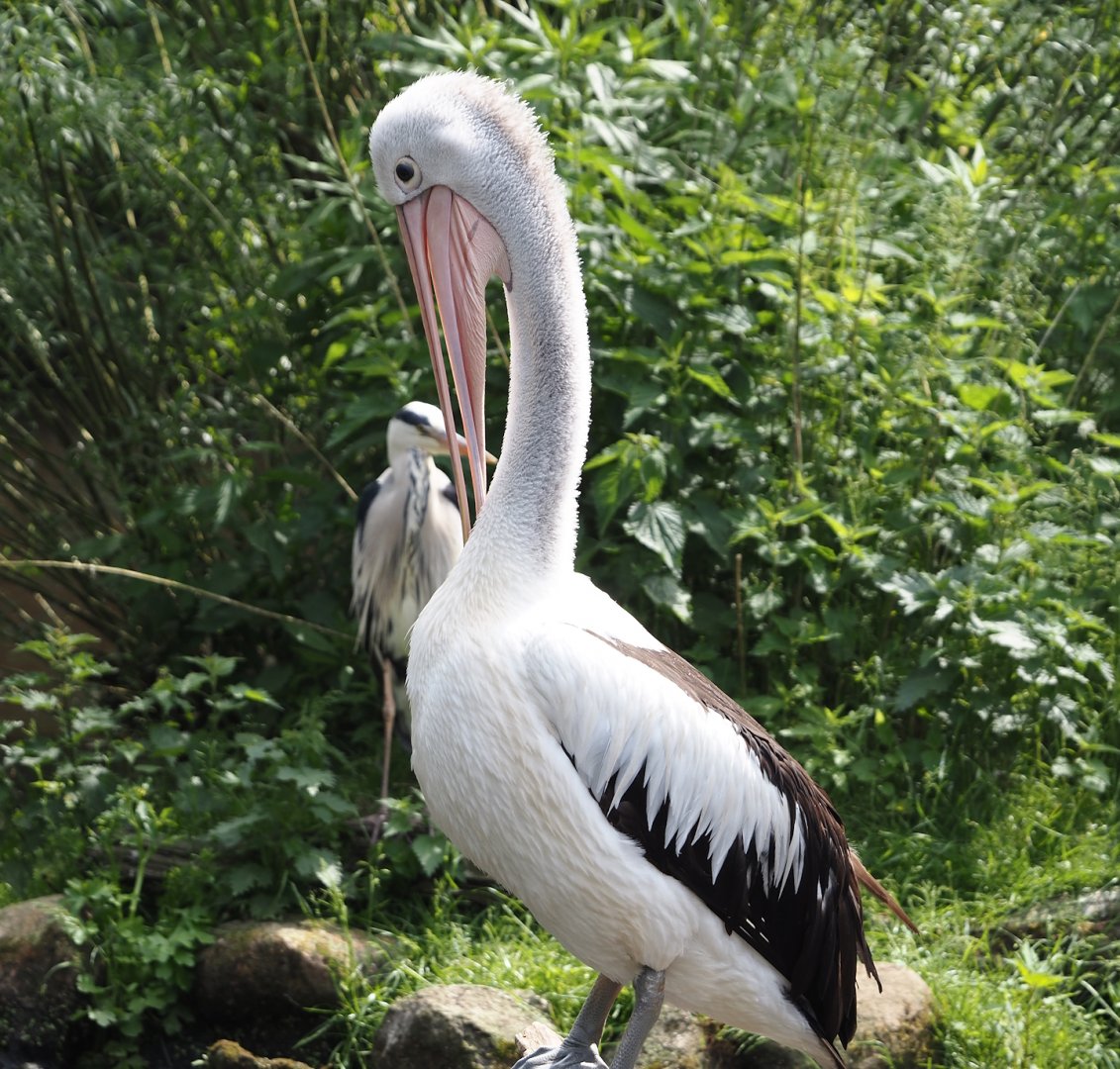 Australian pelican (Pelecanus conspicillatus), 2024-05-21