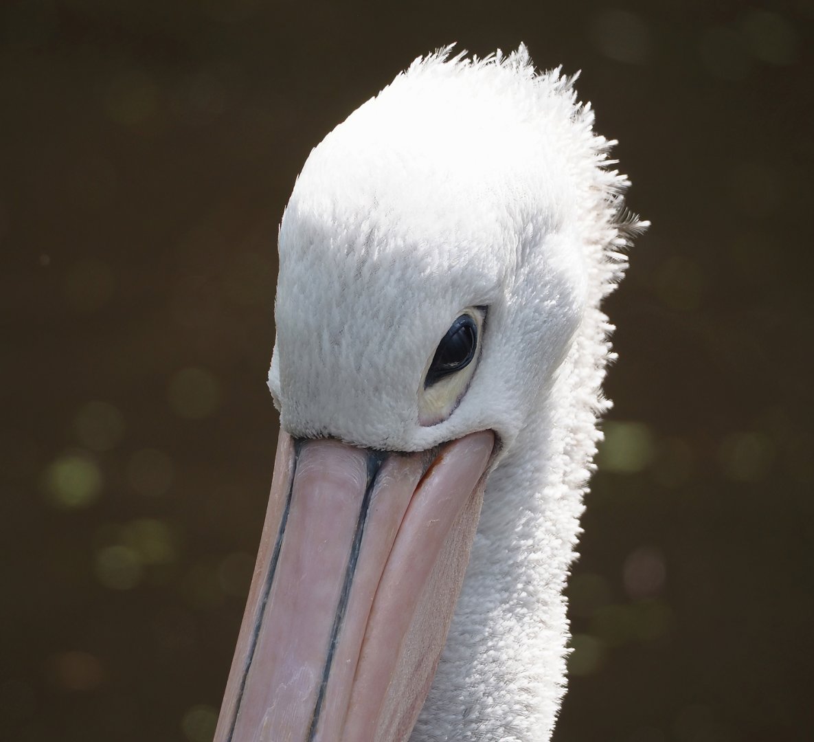 Australian pelican (Pelecanus conspicillatus), 2024-05-21