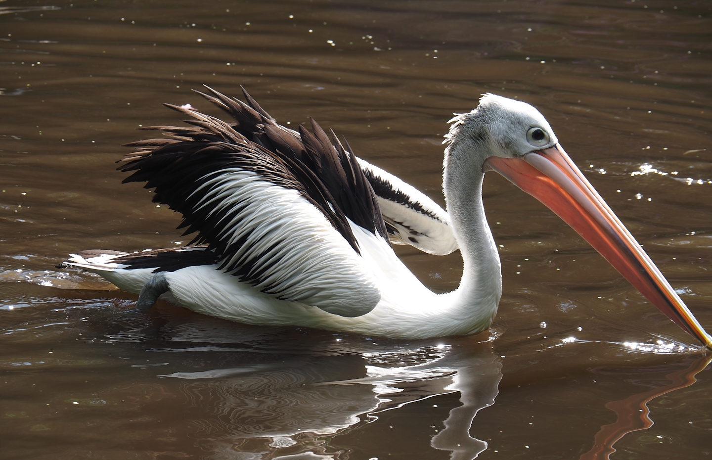Australian pelican (Pelecanus conspicillatus), 2024-05-23