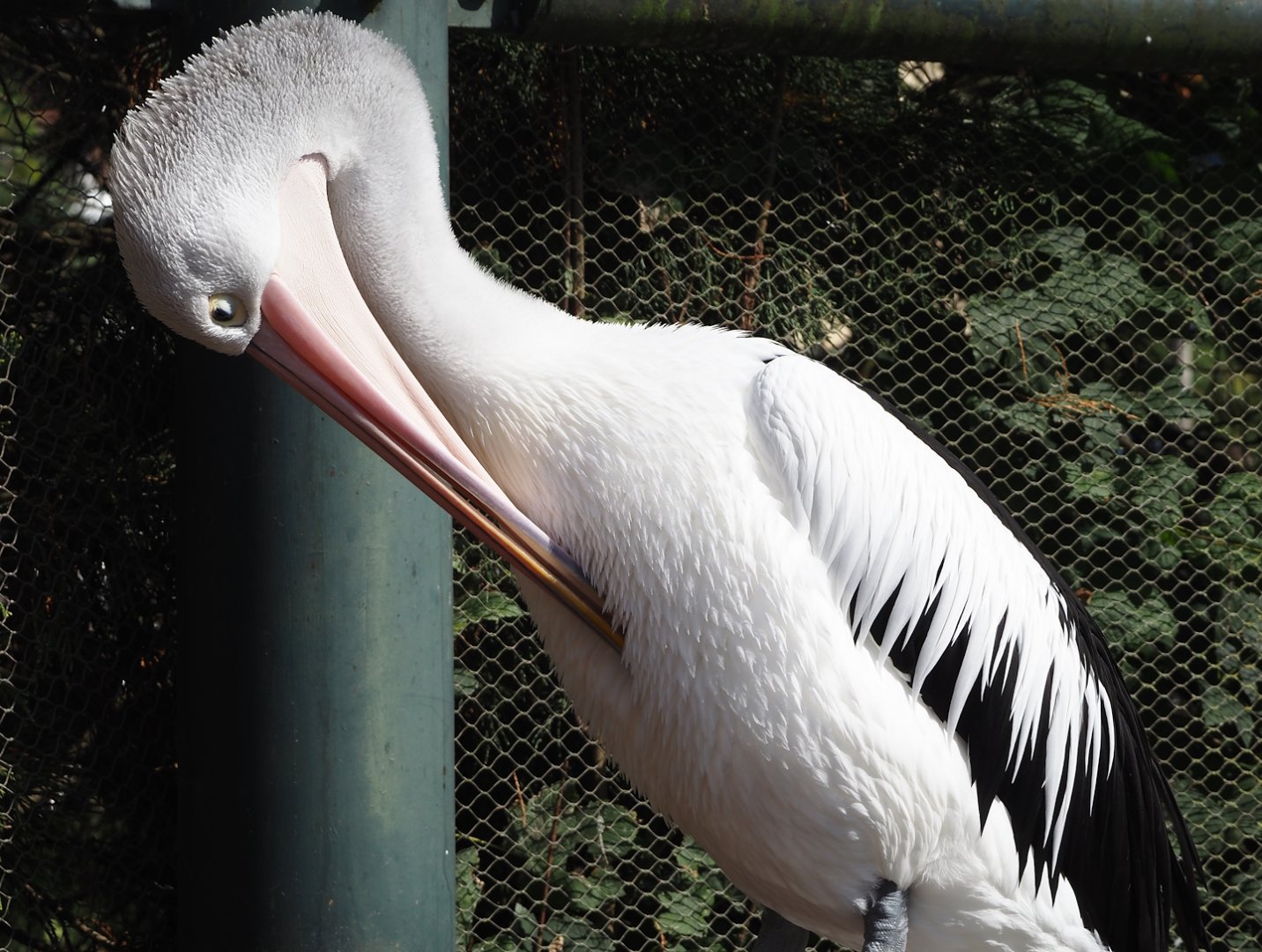 Australian pelican (Pelecanus conspicillatus), 2024-09-17