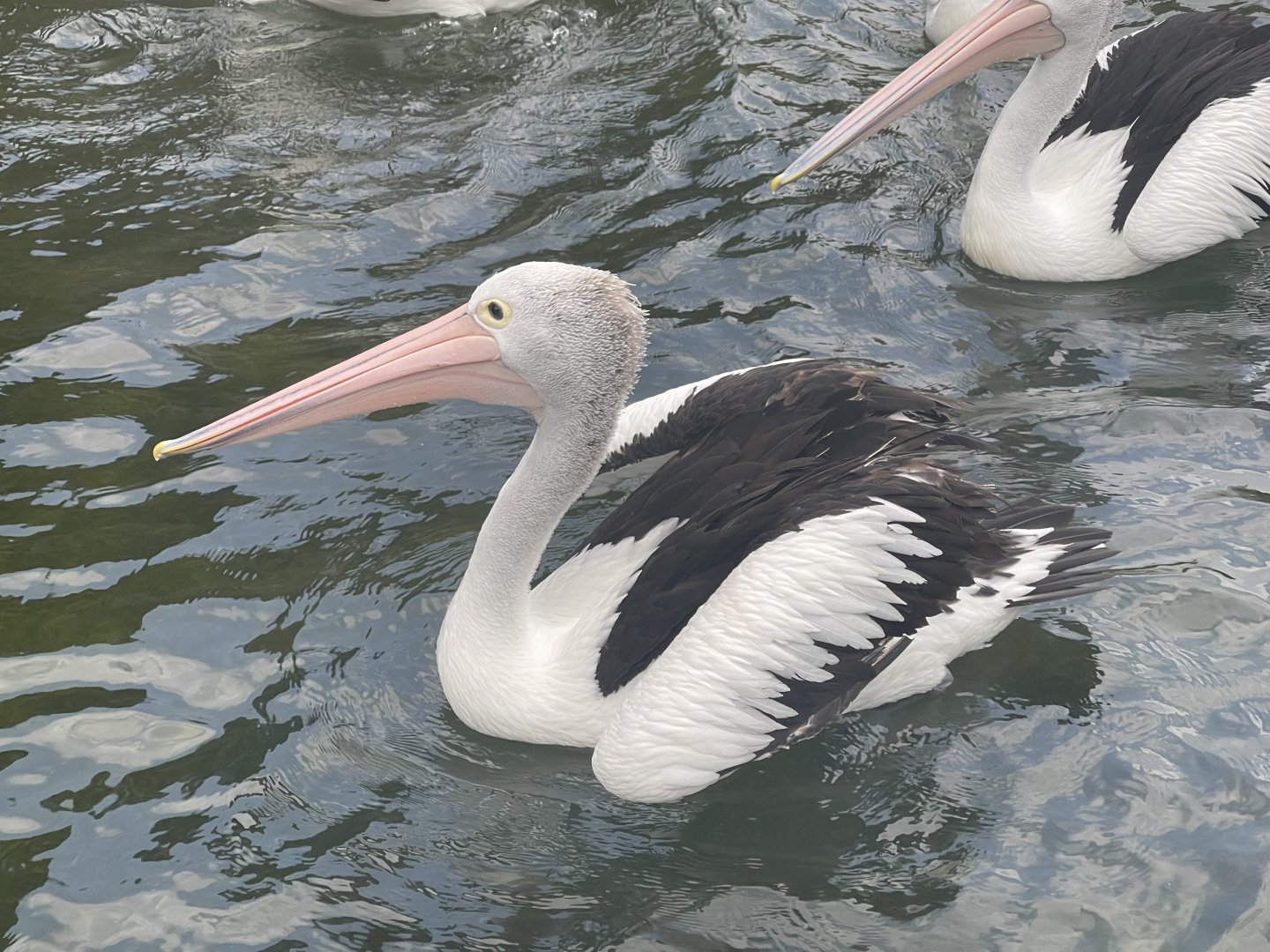 australian pelican (pelecanus conspicillatus) (3)