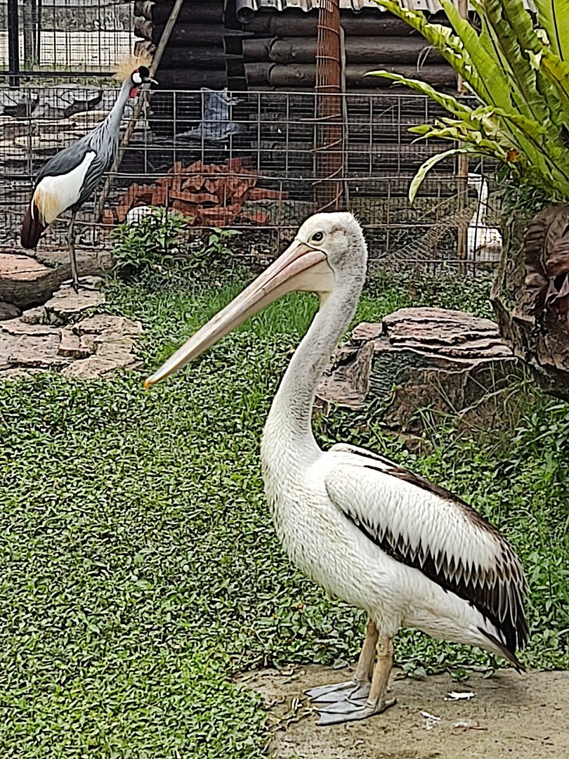 Australian Pelican (Pelecanus conspicillatus) and African Crowned Crane (Balearica regulorum)