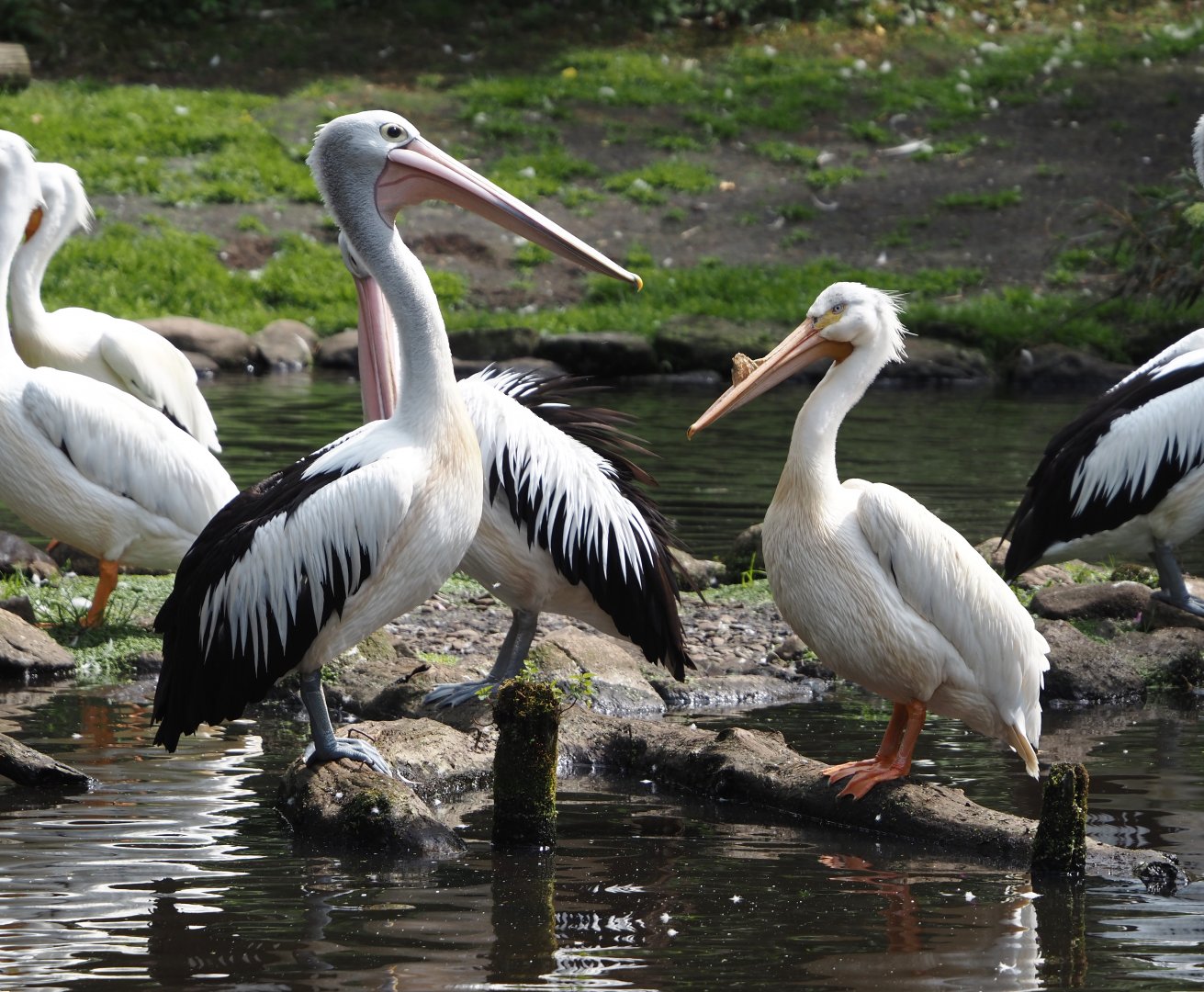 Australian pelican (Pelecanus conspicillatus) and American white pelican (Pelecanus erythrorhynchos), 2024-05-21